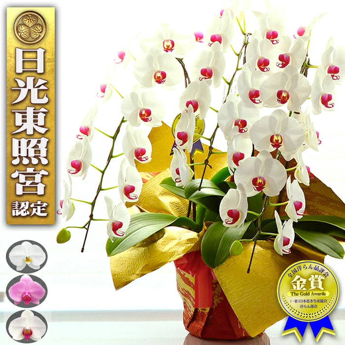 胡蝶蘭大輪3本立ち45輪SE