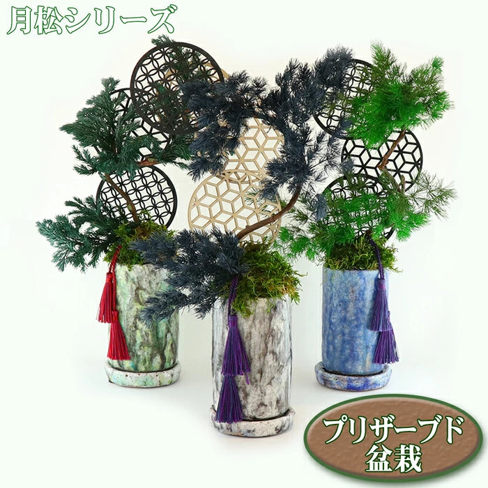 敬老の日 ギフト プリザーブド 盆栽 月松 プリザーブドフラワー