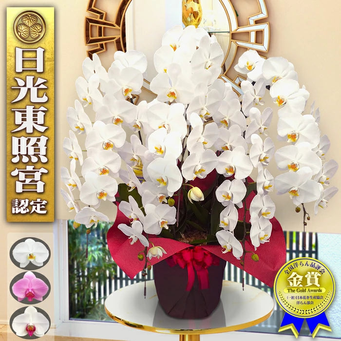 胡蝶蘭大輪65輪5本立ち – 農ブランド（a-un）
