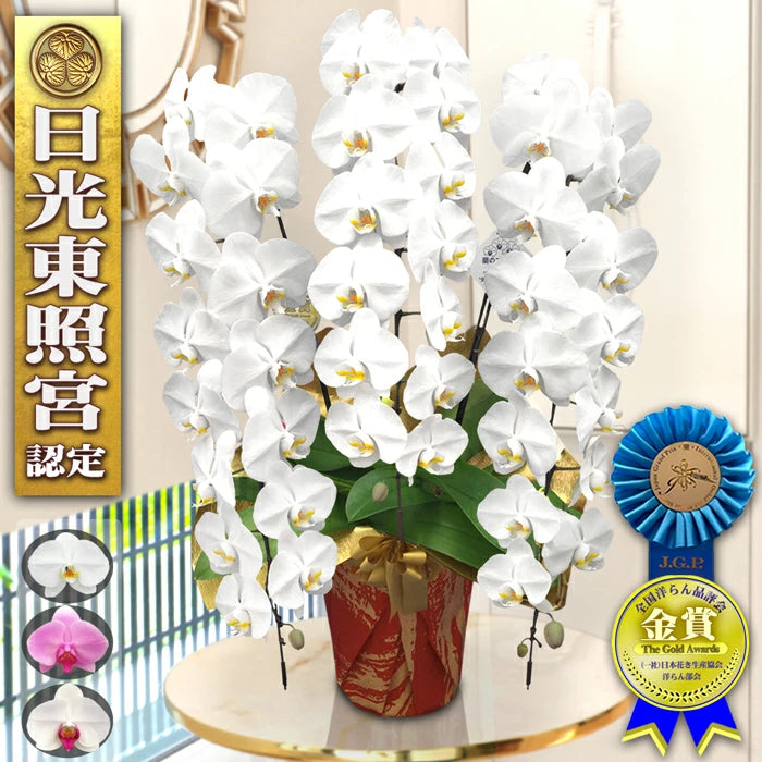 胡蝶蘭 大輪 50輪 3本立ち