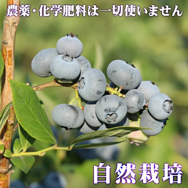栃木県 生 ブルーベリー 大粒 1kg (約500g×2パック)