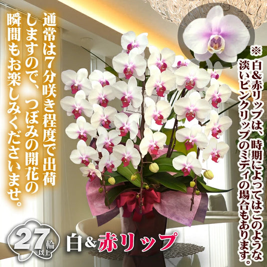 胡蝶蘭 ミディ 27輪 3本立ち