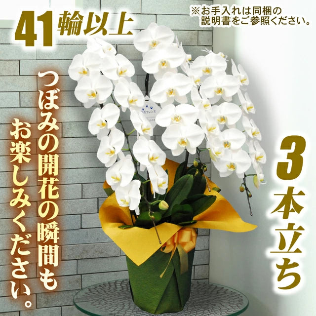 胡蝶蘭大輪40輪3本立ち41輪以上