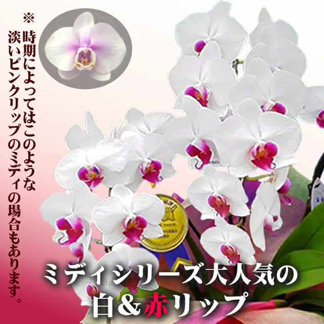 胡蝶蘭ミディ60輪5本立ち