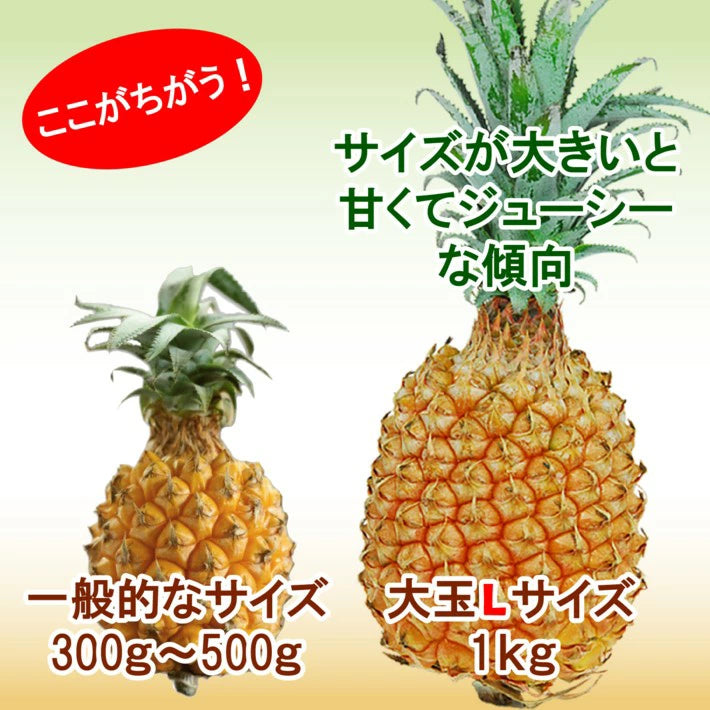 パイナップル ちぎって食べる スナックパイン 沖縄県 大玉 Lサイズ 2kg (約1kg×2玉)