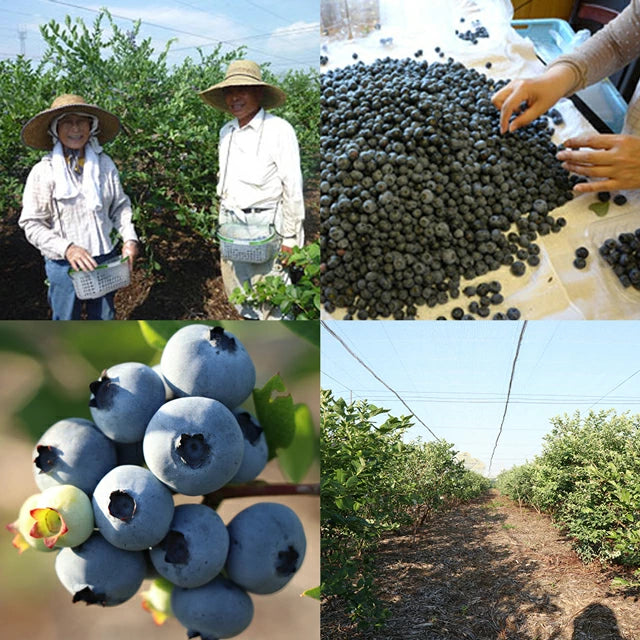 栃木県 生 ブルーベリー 大粒 1kg (約500g×2パック)