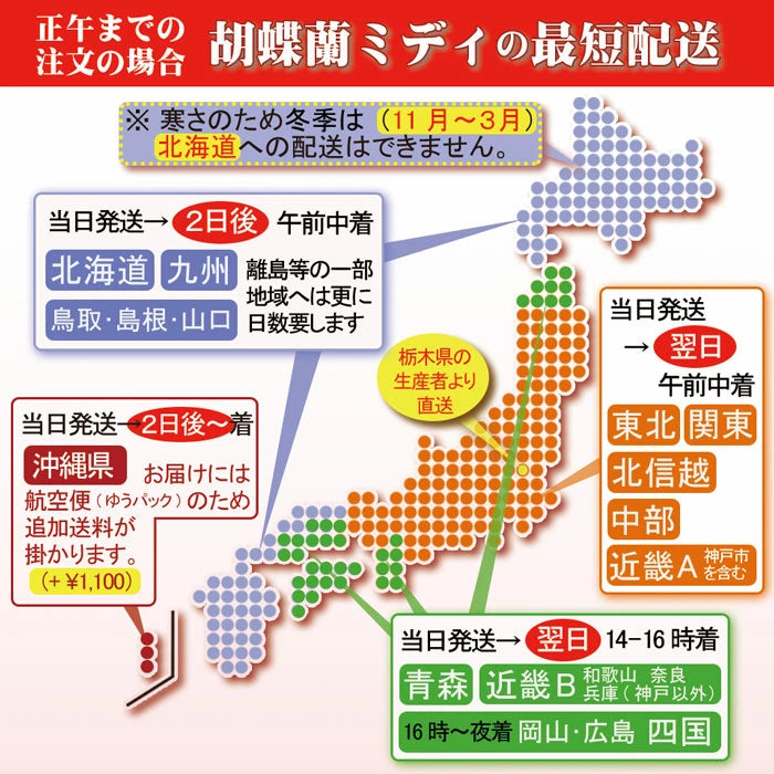 胡蝶蘭 ミディ 2本立ち 18輪 白 ピンク 白赤リップ イエロー