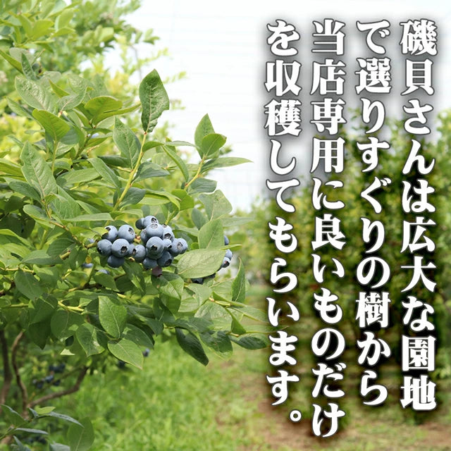 栃木県 生 ブルーベリー 大粒 1kg (約500g×2パック)