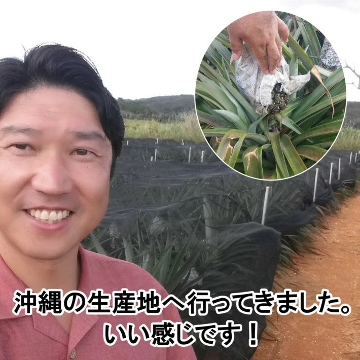 パイナップル ちぎって食べる スナックパイン 沖縄県 大玉 Lサイズ 2kg (約1kg×2玉)