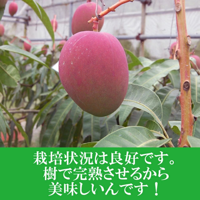 マンゴー 沖縄県 約2kg(4~6玉)