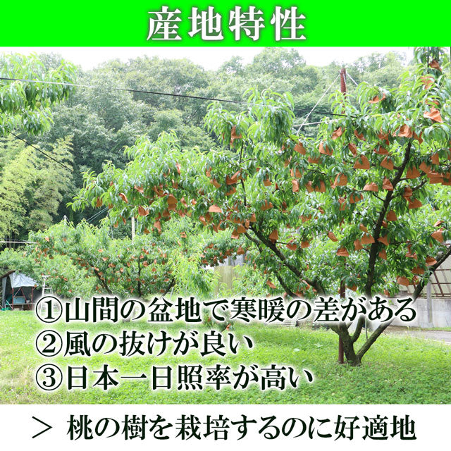 清水白桃 中大玉 大玉 特大玉 約1.2キロ