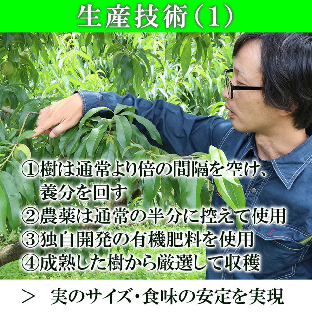 清水白桃 中大玉 大玉 特大玉 約1.2キロ
