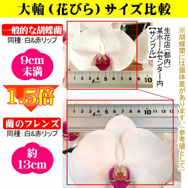 胡蝶蘭大輪40輪3本立ち41輪以上