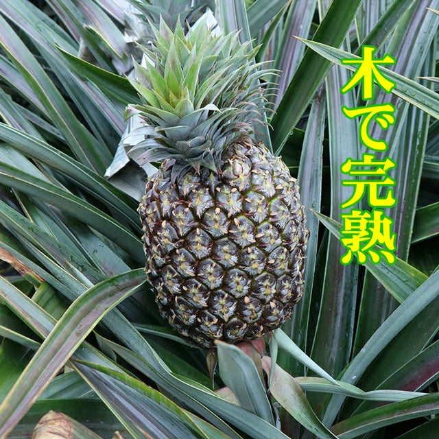 パイナップル ちぎって食べる スナックパイン 沖縄県 大玉 Lサイズ 2kg (約1kg×2玉)