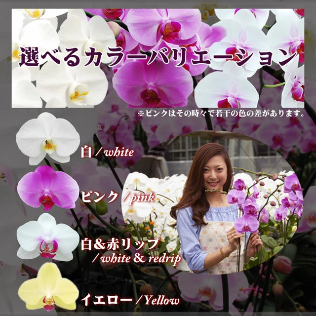 胡蝶蘭大輪40輪3本立ち41輪以上