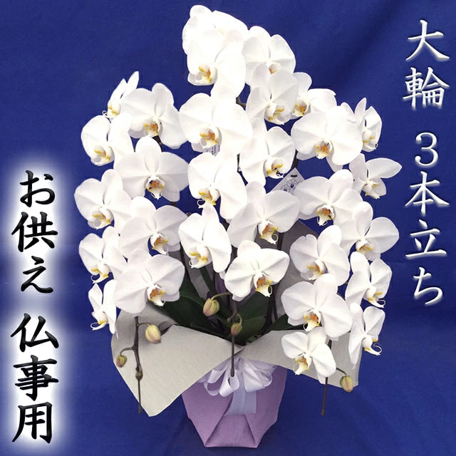 胡蝶蘭大輪35輪3本立ち