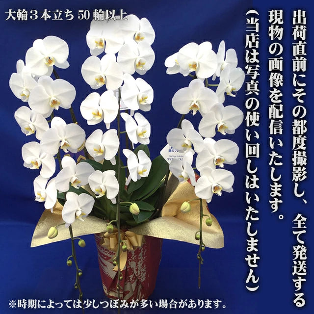 胡蝶蘭 大輪 50輪 3本立ち