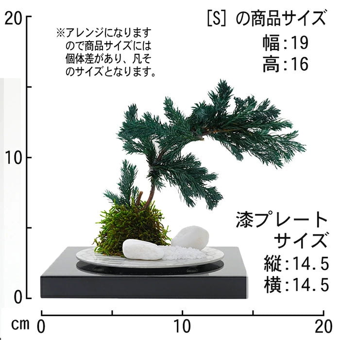 枯れない 盆栽 プリザーブドフラワー 漆 松 ギフト