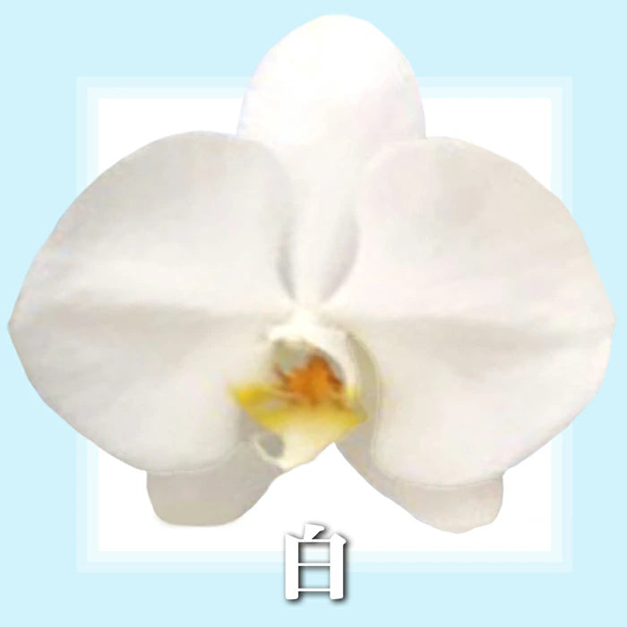 胡蝶蘭 大輪 50輪 3本立ち