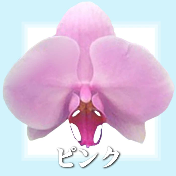 胡蝶蘭 大輪 50輪 3本立ち