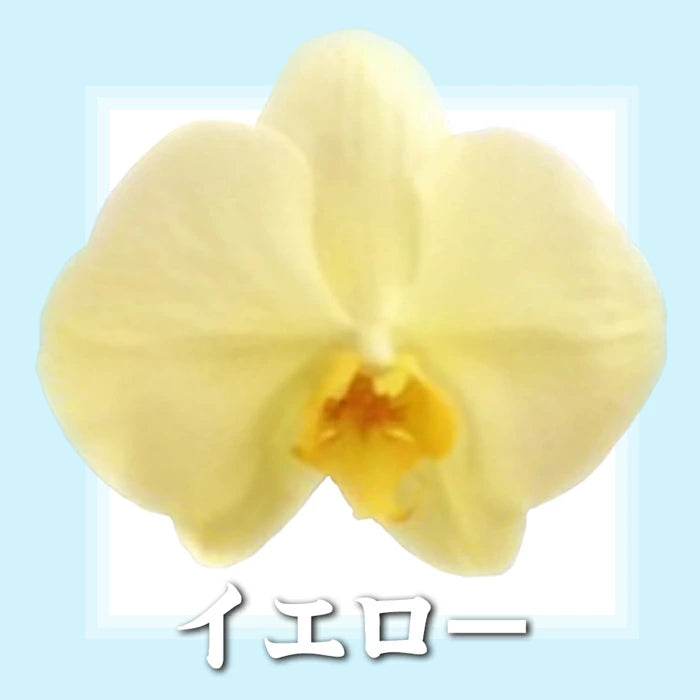 胡蝶蘭 ミディ 18輪 2本立ち