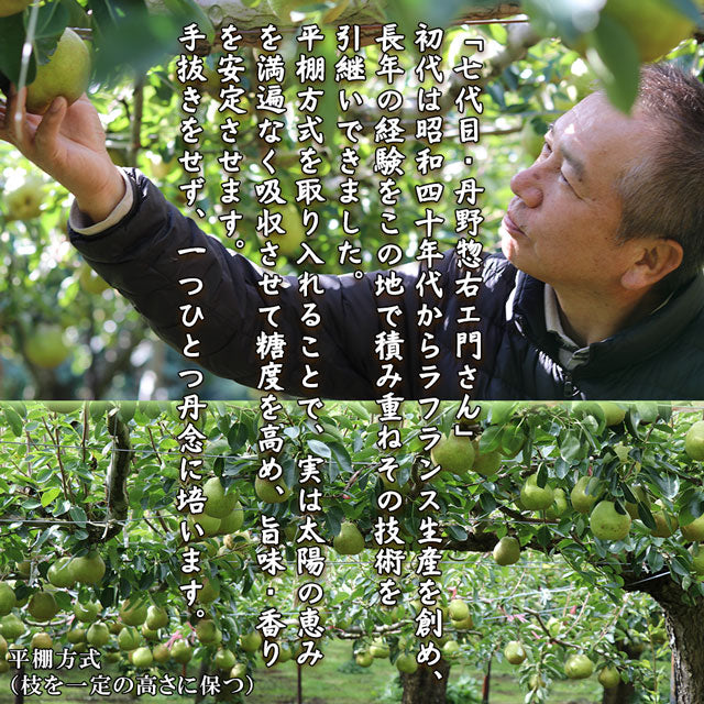 ラフランス 洋梨 山形県産 約3kg 特大玉 大玉 中玉 秀品 プレミアム ラ・フランス 洋ナシ