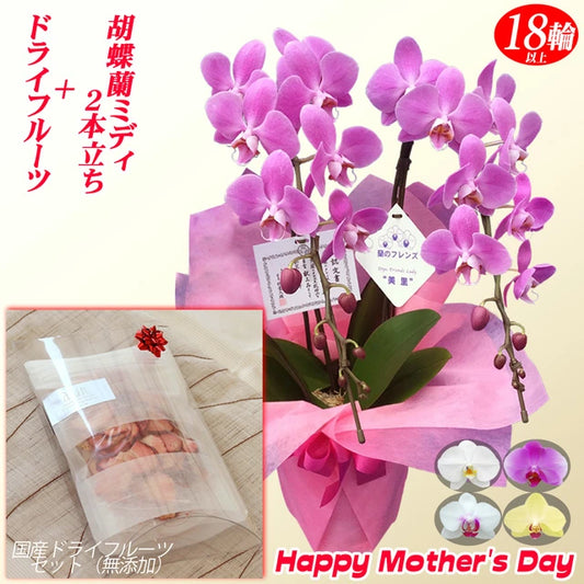 母の日限定 胡蝶蘭+ドライいちごセット