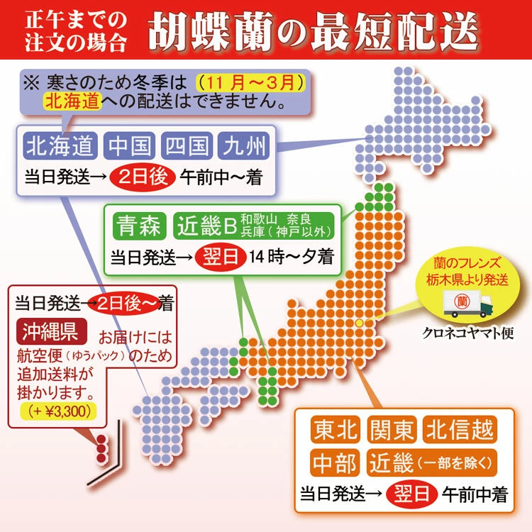 母の日限定 胡蝶蘭+ドライいちごセット