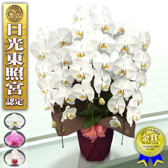 胡蝶蘭大輪35輪3本立ち