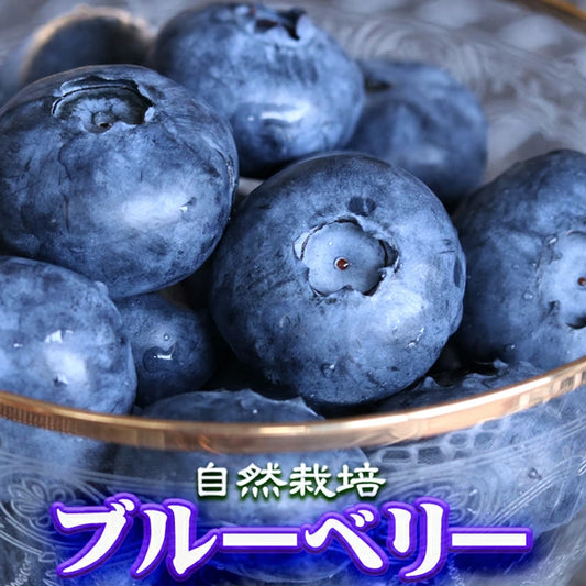 栃木県 生 ブルーベリー 大粒 1kg （約500g×2パック）