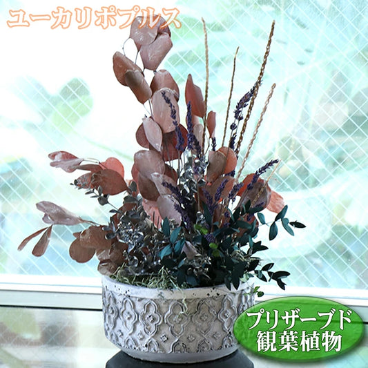 観葉植物 フェイクグリーン ユーカリ ポプルス
