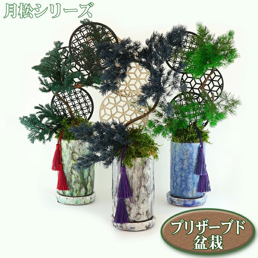 敬老の日 ギフト プリザーブド 盆栽 月松 プリザーブドフラワー
