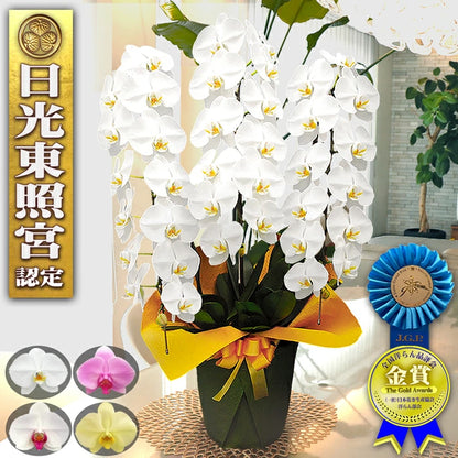 胡蝶蘭大輪40輪3本立ち41輪以上