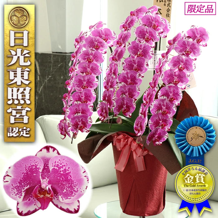 胡蝶蘭大輪45輪3本立ち（レッドライオン）