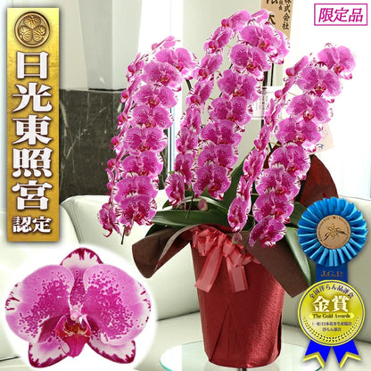 胡蝶蘭大輪45輪3本立ち（レッドライオン）