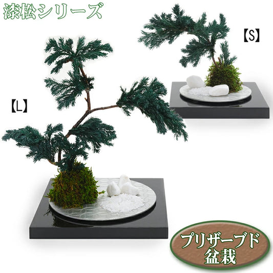 枯れない 盆栽 プリザーブドフラワー 漆 松 ギフト