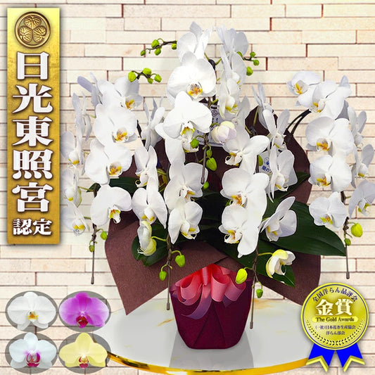 胡蝶蘭ミディ60輪5本立ち