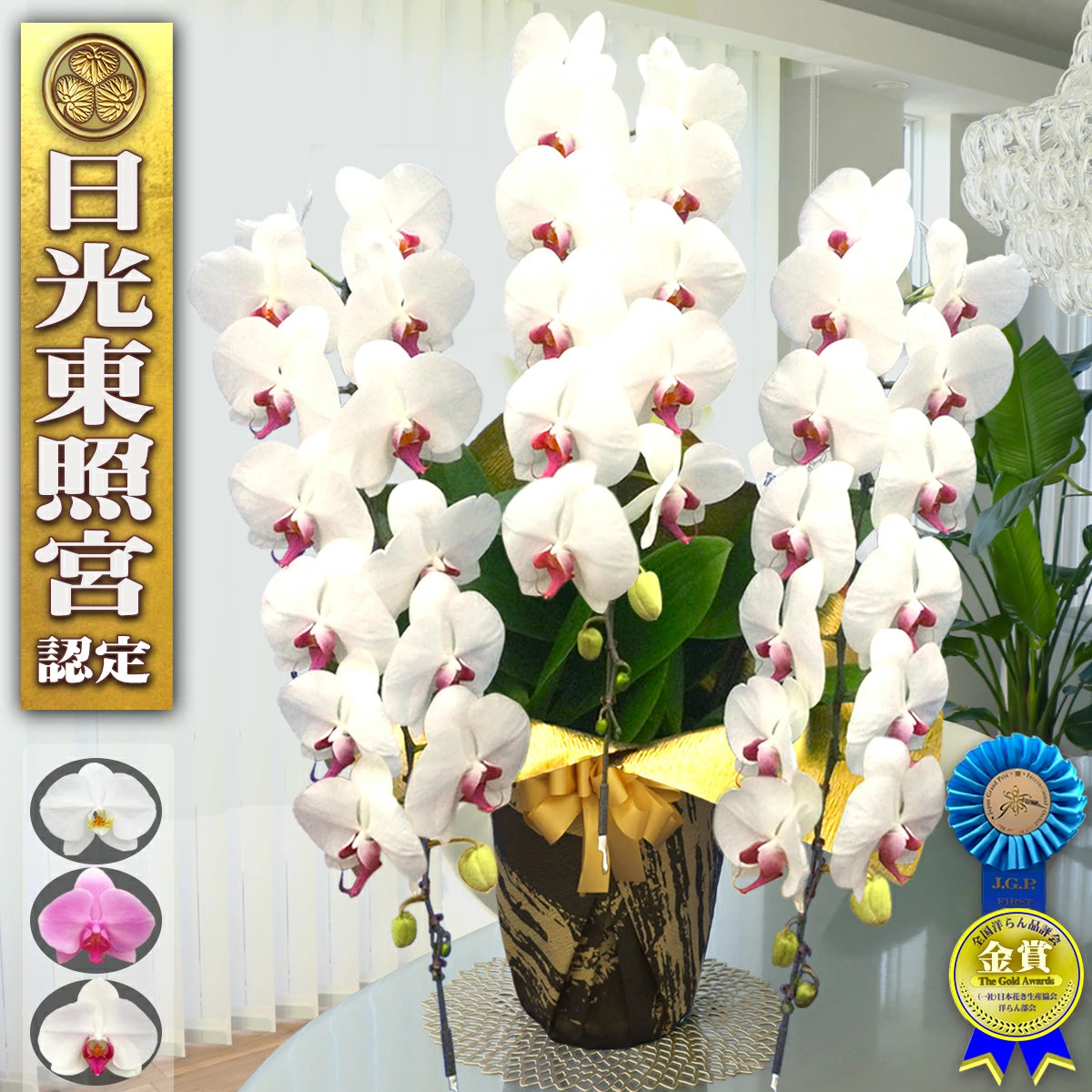 胡蝶蘭大輪45輪3本立ち