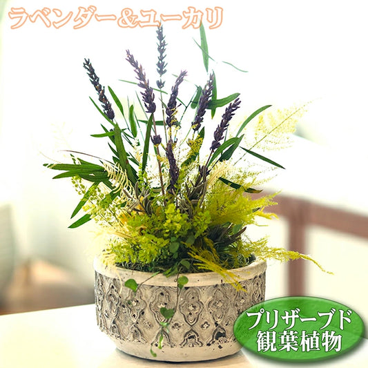 観葉植物 プリザーブドフラワー