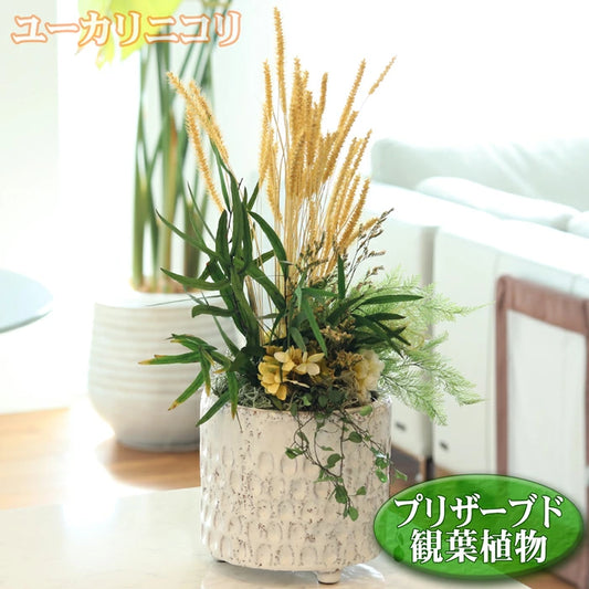 観葉植物 フェイク グリーン プリザーブドフラワー