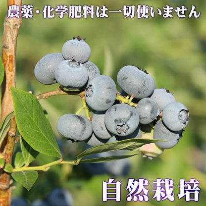 栃木県 生 ブルーベリー 大粒 1kg （約500g×2パック）