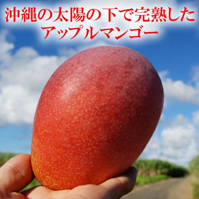マンゴー 沖縄県 約2kg(4～6玉)