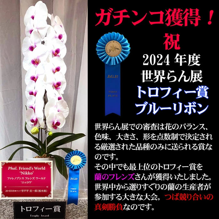 胡蝶蘭大輪40輪3本立ち41輪以上
