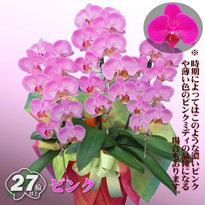 胡蝶蘭 ミディ 27輪 3本立ち