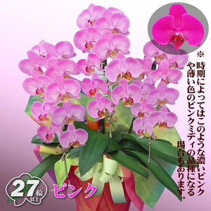 胡蝶蘭 ミディ 27輪 3本立ち