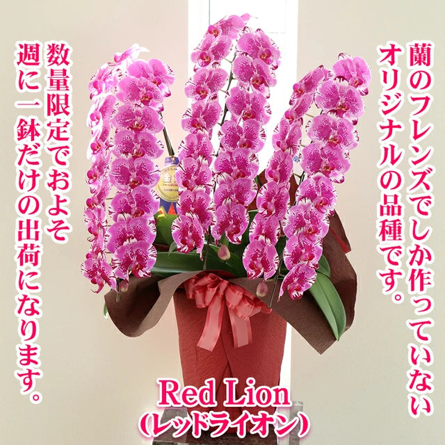胡蝶蘭大輪45輪3本立ち（レッドライオン）