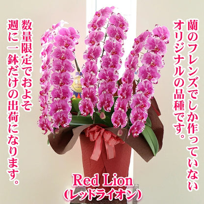 胡蝶蘭大輪45輪3本立ち（レッドライオン）