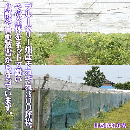 栃木県 生 ブルーベリー 大粒 1kg （約500g×2パック）