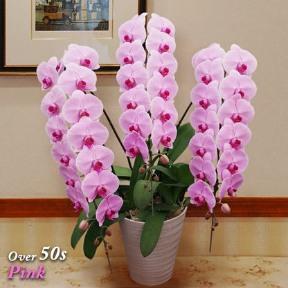 胡蝶蘭　大輪　50輪　3本立ち