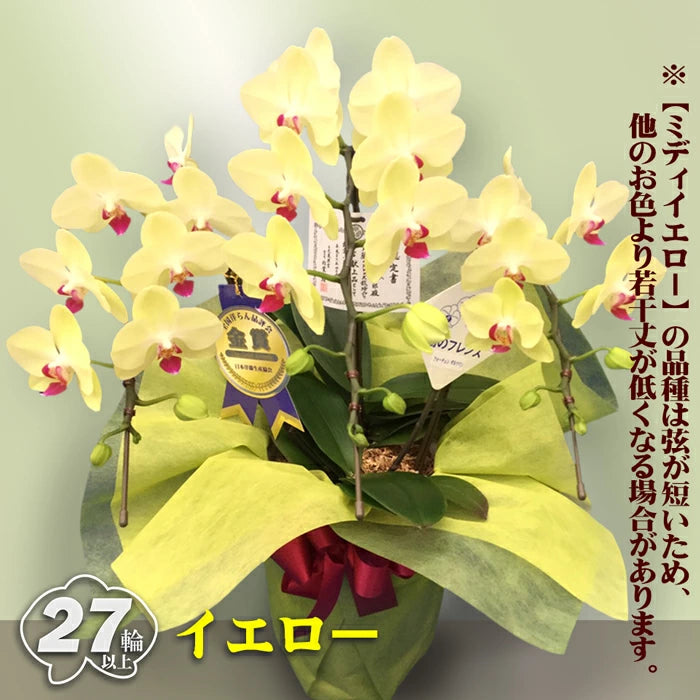 胡蝶蘭 ミディ 27輪 3本立ち